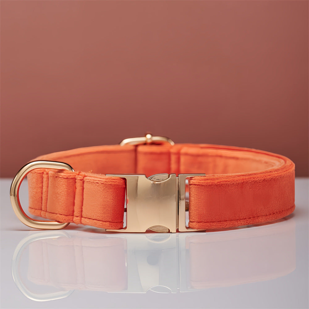 Collier laisse pour chiens orange entre 2 et 3 cm 