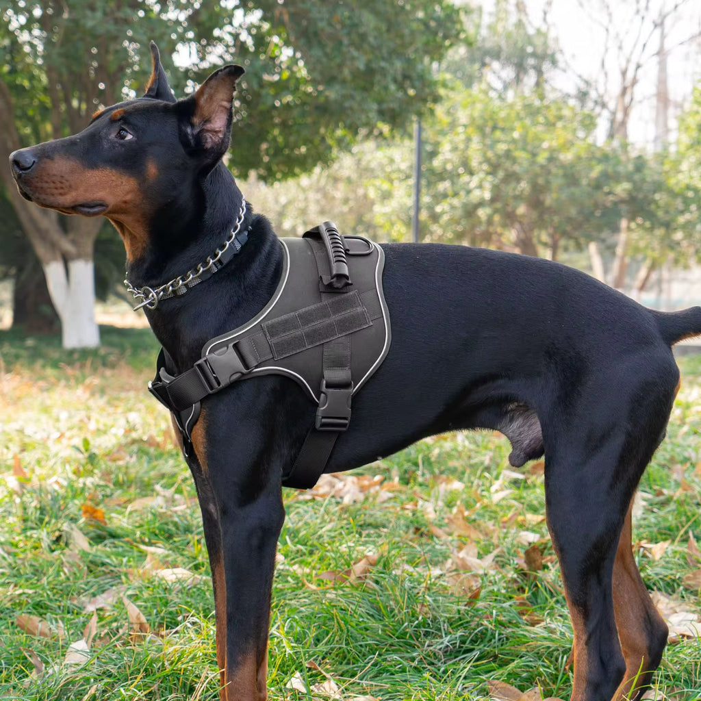 Harnais robuste pour chien 