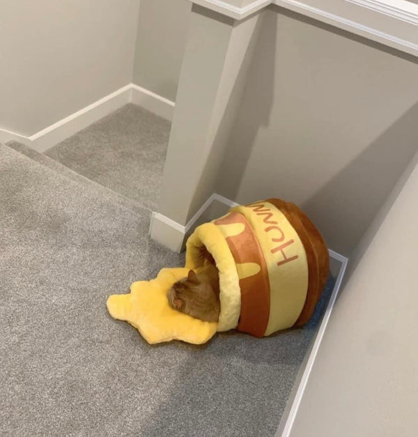 Niche chat chien pot de miel