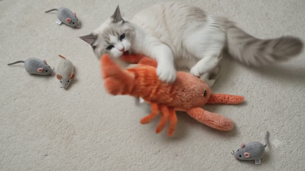 Homard Interactif Chat et Chien